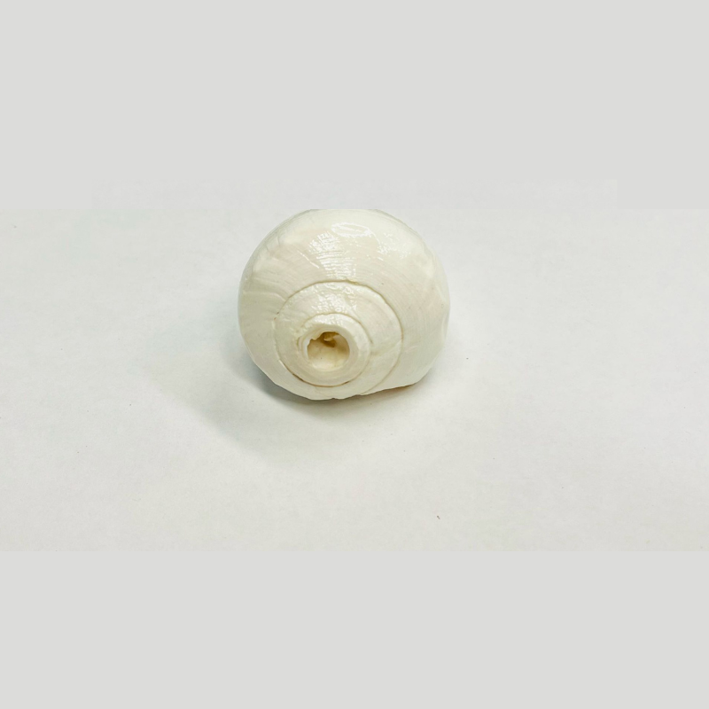Hindu Puja Shankh – Original Blowing Conch for Mercury Planet