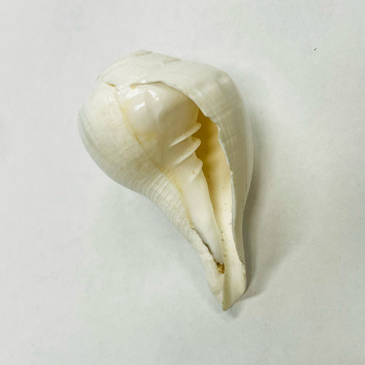Vaamvarti Shankh benefits